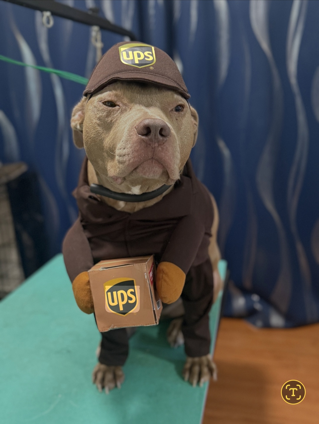 Dog dressed as a UPS delivery pup on the grooming table