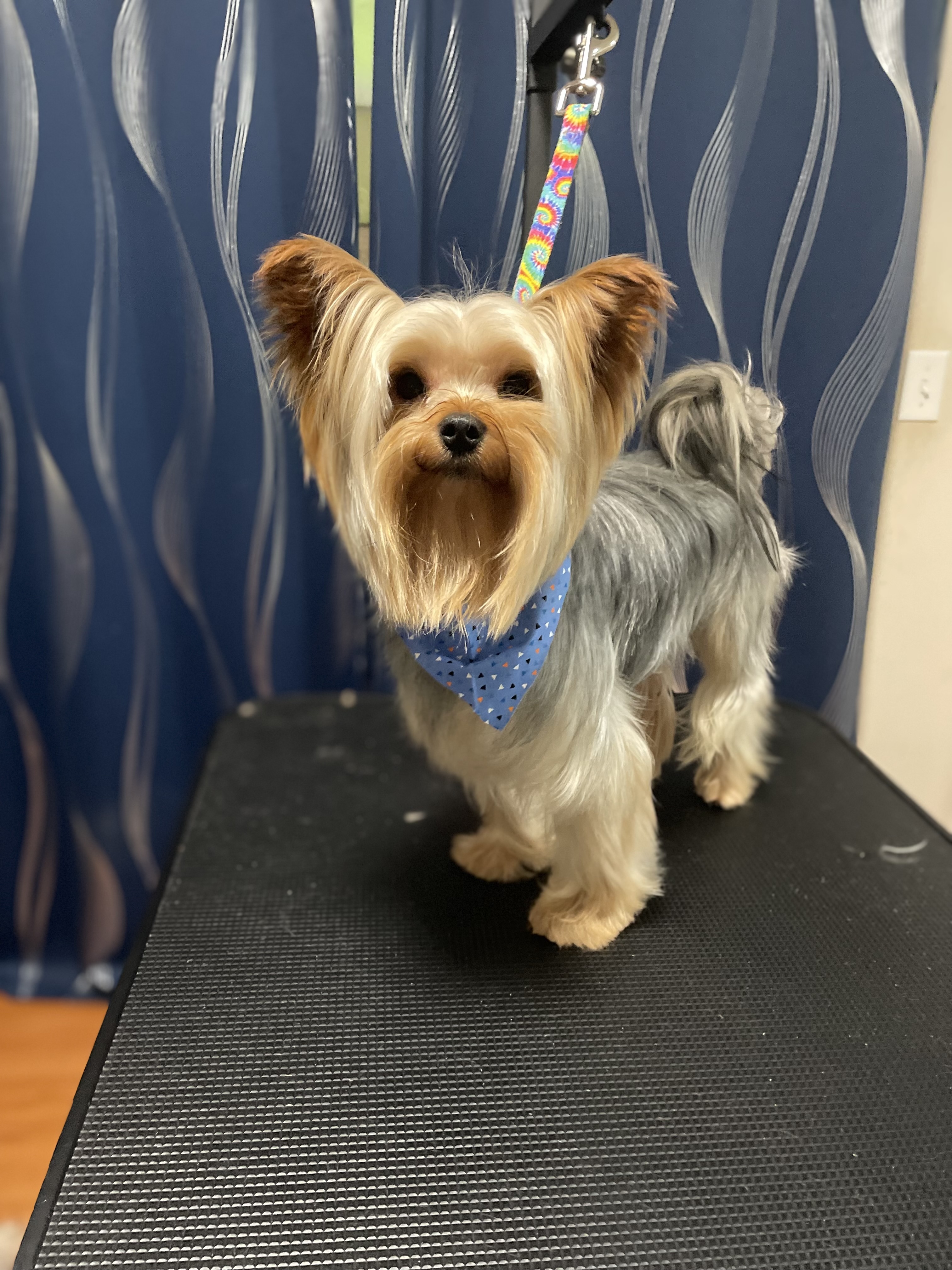 Groomed Dog 7