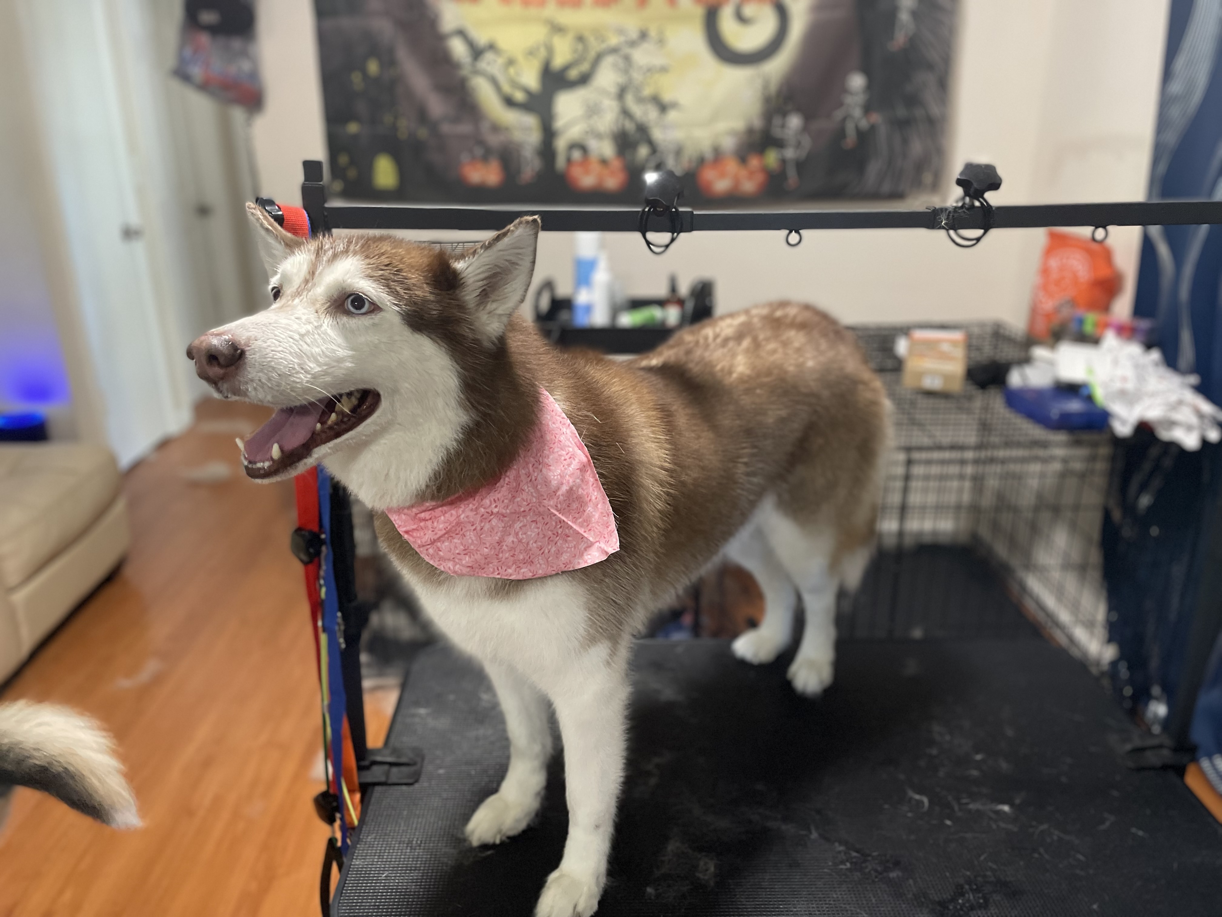 Groomed Dog 7