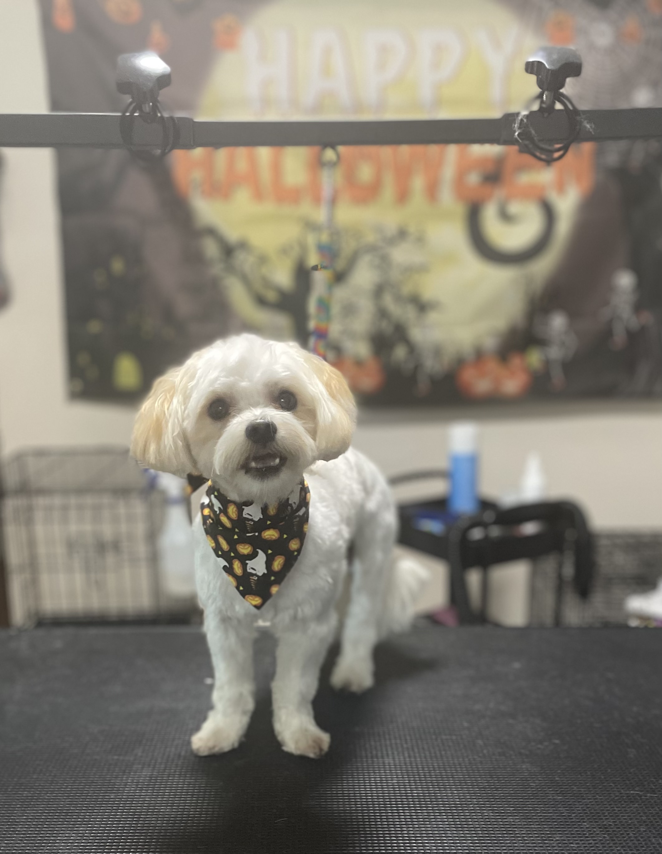 Groomed Dog 7