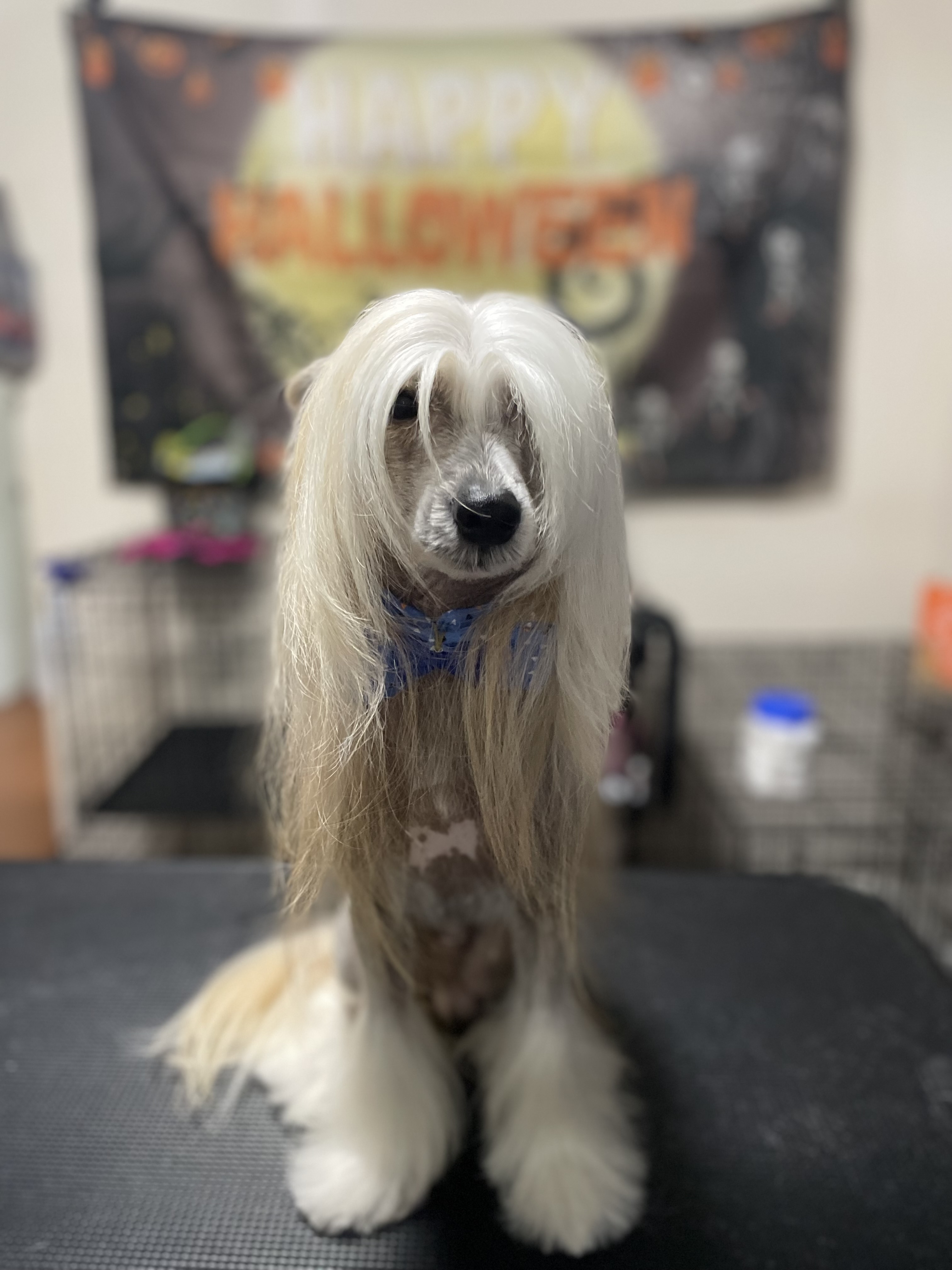 Groomed Dog 5