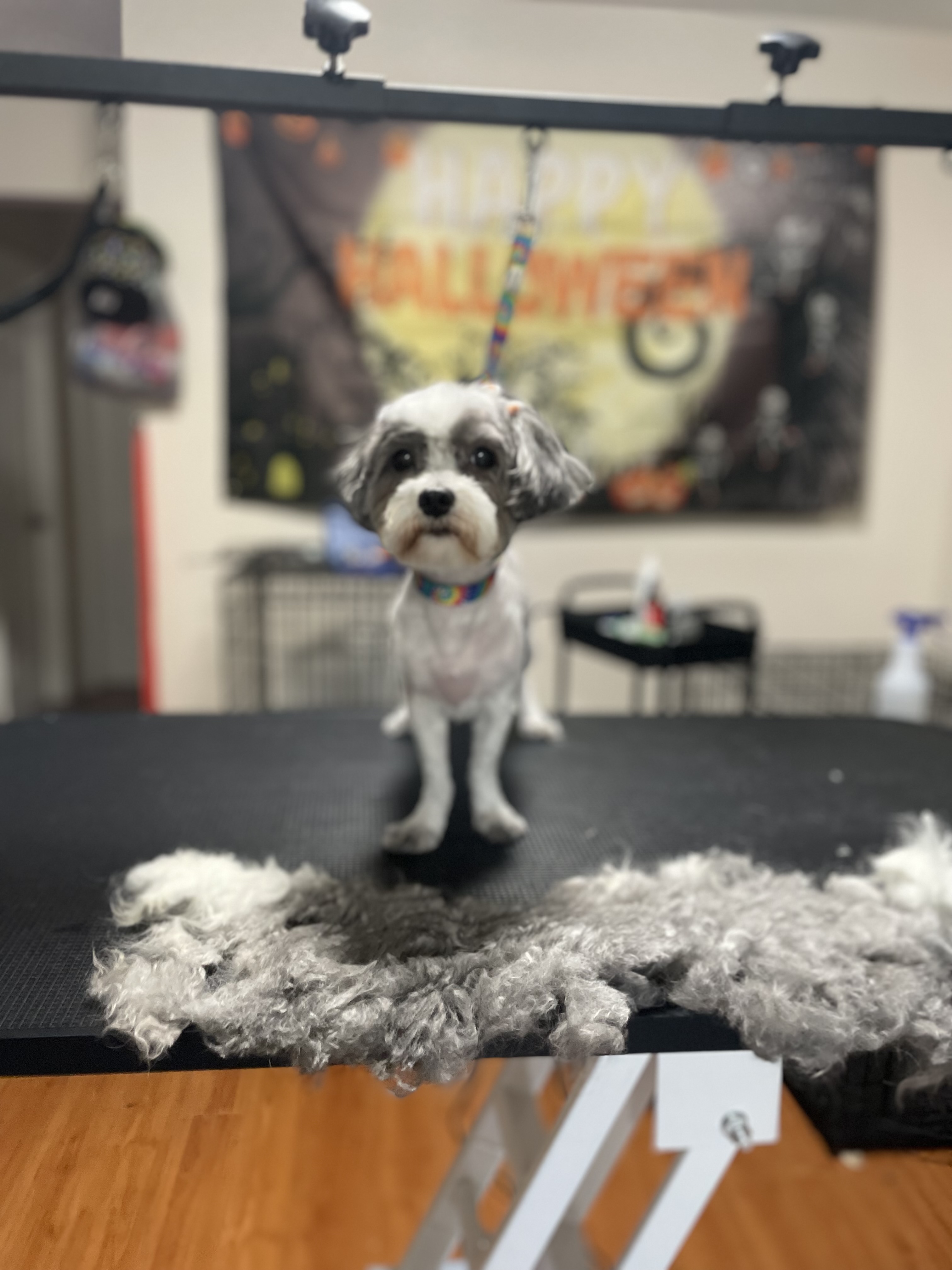 Groomed Dog 6