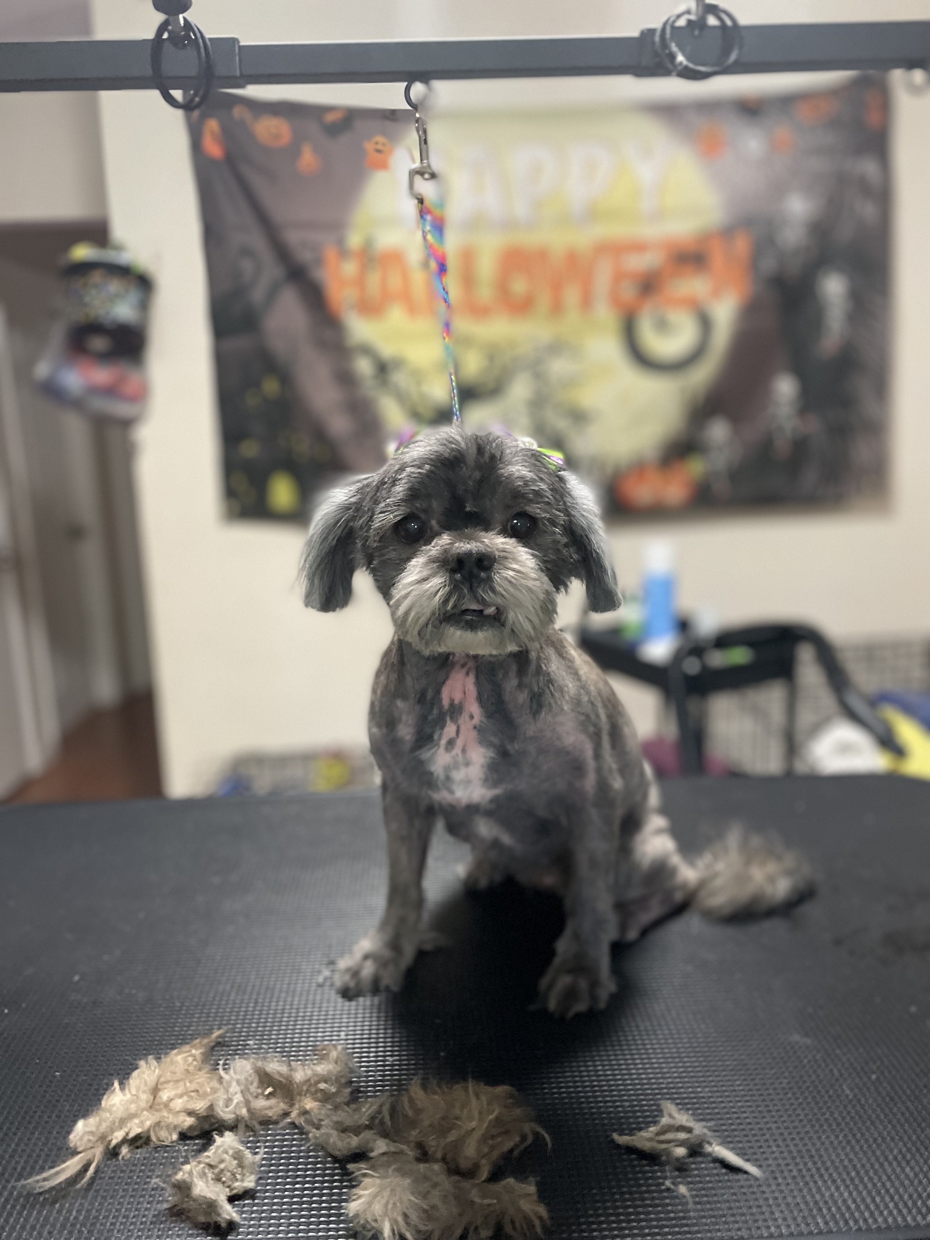 Groomed Dog 7
