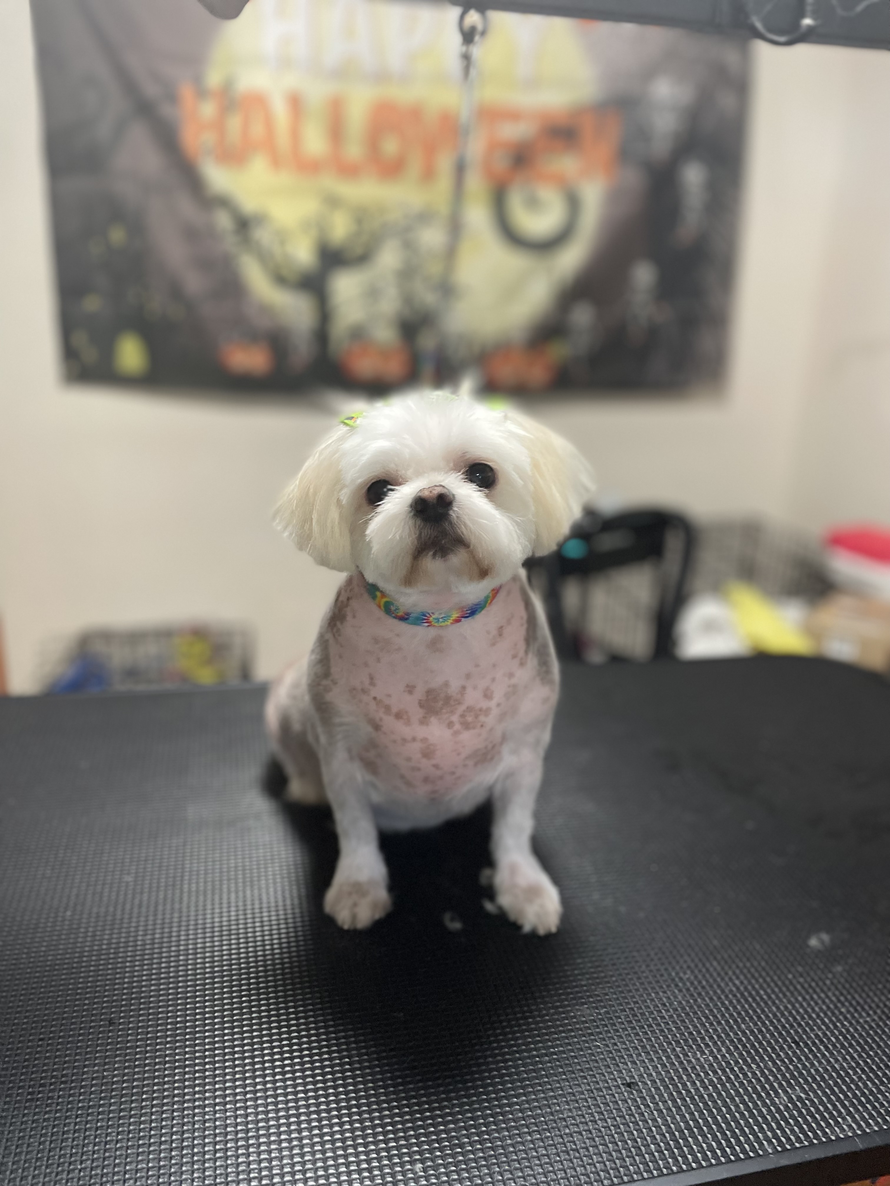 Groomed Dog 7