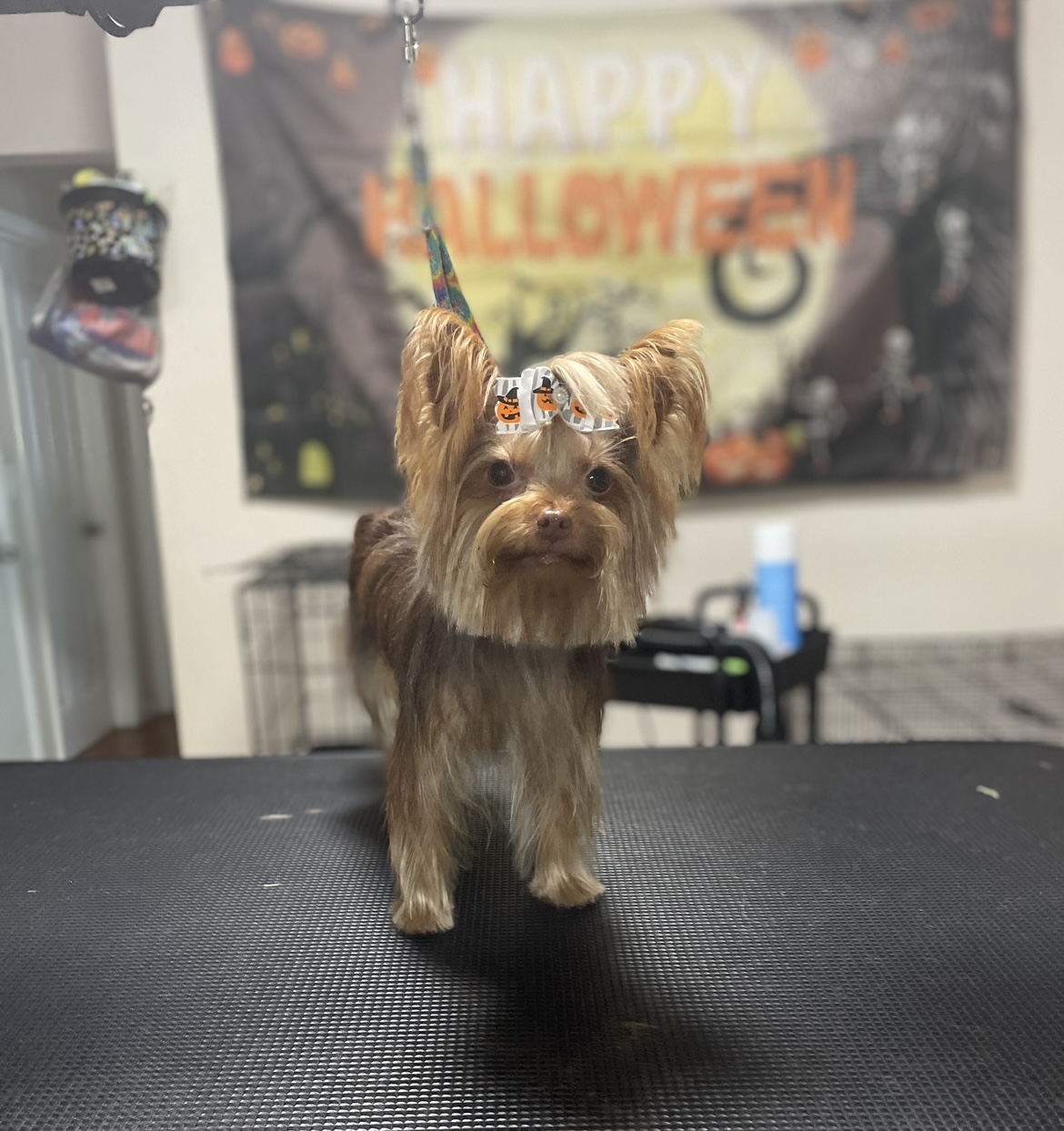 Groomed Dog 7