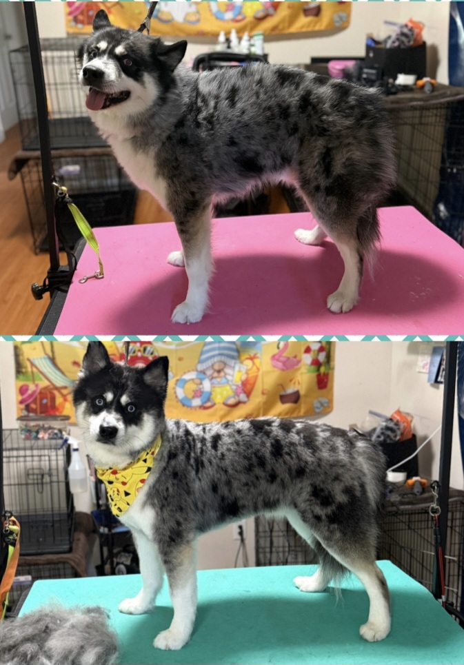 Before and after groom of a black-and-white dog